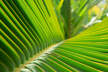 The green leaves of the coconut in the close up