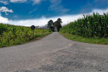 foto de postal maizales 
