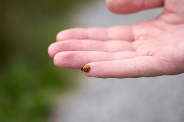 Ladybug on a hand of a man in natural light. Copy space.