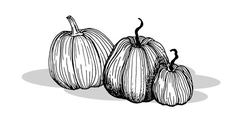 Pumpkins. Graphic drawing on a white background. Vector. 