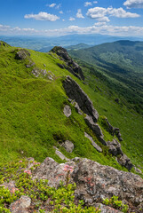 Pink rose Sempervivum Arachnoideum succulent flowers on summer mountain slope. Pikuj Mountain, Carpathian, Ukraine.