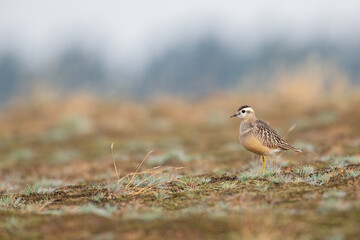 A juvenile Eurasian dotterel (Charadrius morinellus) foraging through the heather of the Netherlands. 