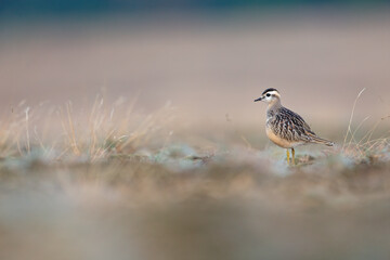 A juvenile Eurasian dotterel (Charadrius morinellus) foraging through the heather of the Netherlands. 