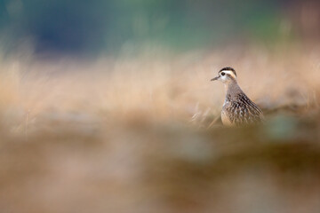 A juvenile Eurasian dotterel (Charadrius morinellus) foraging through the heather of the Netherlands. 