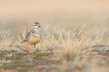 A juvenile Eurasian dotterel (Charadrius morinellus) foraging through the heather of the Netherlands. 