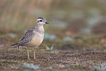 A juvenile Eurasian dotterel (Charadrius morinellus) foraging through the heather of the Netherlands. 