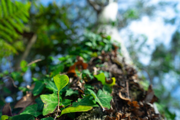 Planta trepadora otra visualización 