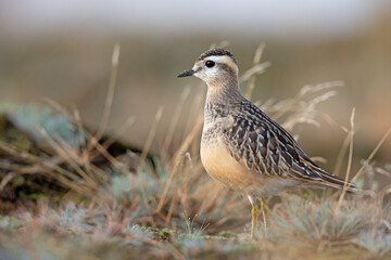 A juvenile Eurasian dotterel (Charadrius morinellus) foraging through the heather of the Netherlands. 
