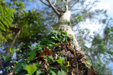 Planta trepadora otra visualización 