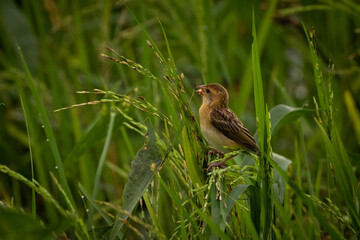 Indian Weaver Bird feeding on the paddy