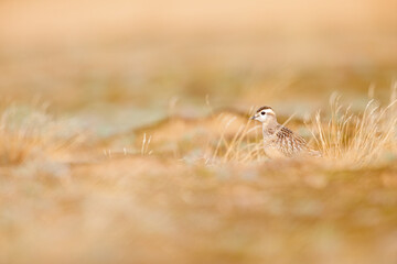 A juvenile Eurasian dotterel (Charadrius morinellus) foraging through the heather of the Netherlands. 