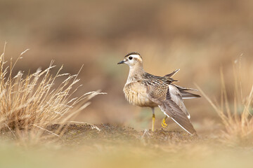 A juvenile Eurasian dotterel (Charadrius morinellus) stretching and preening in the heather of the Netherlands.