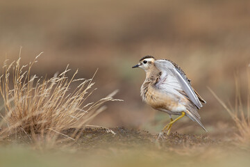 A juvenile Eurasian dotterel (Charadrius morinellus) stretching and preening in the heather of the Netherlands.