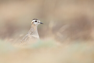 A juvenile Eurasian dotterel (Charadrius morinellus) foraging through the heather of the Netherlands. 