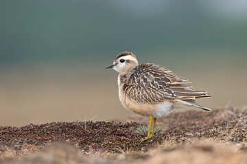 A juvenile Eurasian dotterel (Charadrius morinellus) stretching and preening in the heather of the Netherlands.