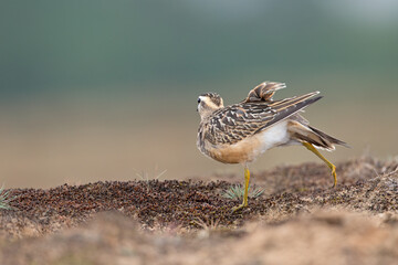 A juvenile Eurasian dotterel (Charadrius morinellus) stretching and preening in the heather of the Netherlands.