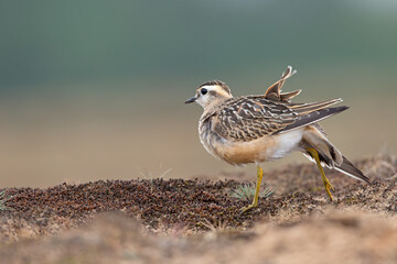 A juvenile Eurasian dotterel (Charadrius morinellus) stretching and preening in the heather of the Netherlands.