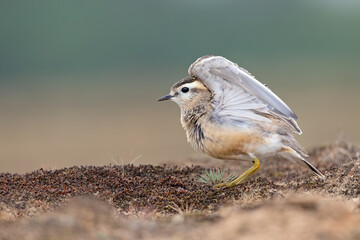 A juvenile Eurasian dotterel (Charadrius morinellus) stretching and preening in the heather of the Netherlands.
