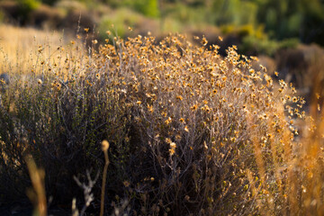 Plantas y hojas en en campo con piedras y en espacio natural con la luz del sol  en tonos amarillos y verdes.