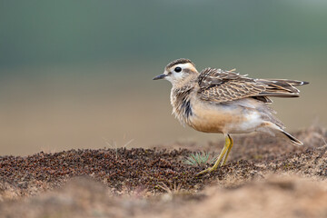 A juvenile Eurasian dotterel (Charadrius morinellus) stretching and preening in the heather of the Netherlands.
