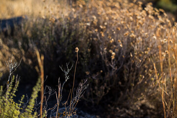 Plantas y hojas en en campo con piedras y en espacio natural con la luz del sol  en tonos amarillos y verdes.