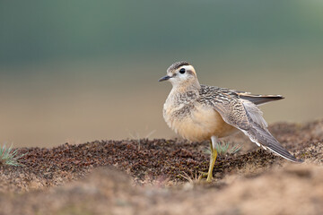 A juvenile Eurasian dotterel (Charadrius morinellus) stretching and preening in the heather of the Netherlands.