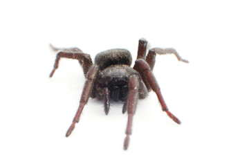Black spider isolated on white. Wildlife and nature concept