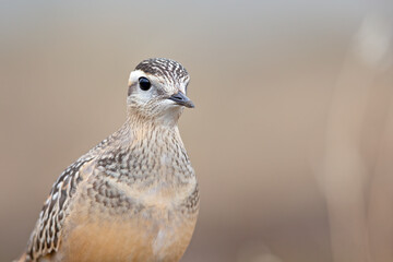 Portrait of a juvenile Eurasian dotterel (Charadrius morinellus) foraging in the Netherlands.