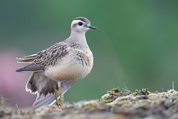 A juvenile Eurasian dotterel (Charadrius morinellus) foraging through the heather of the Netherlands. 