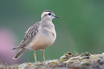 A juvenile Eurasian dotterel (Charadrius morinellus) foraging through the heather of the Netherlands. 
