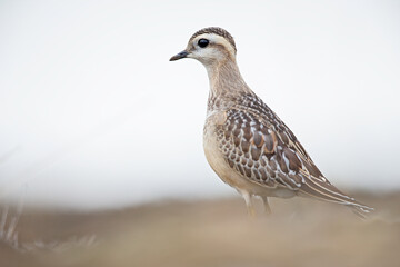 A juvenile Eurasian dotterel (Charadrius morinellus) foraging through the heather of the Netherlands. 