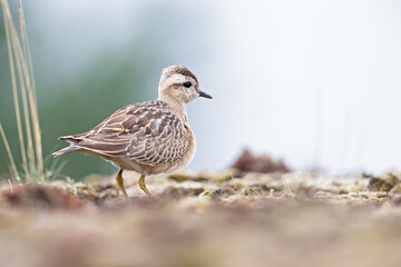 A juvenile Eurasian dotterel (Charadrius morinellus) foraging through the heather of the Netherlands. 
