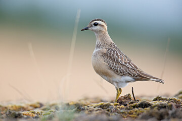 A juvenile Eurasian dotterel (Charadrius morinellus) foraging through the heather of the Netherlands.  - obrazy, fototapety, plakaty