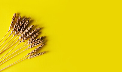Fresh wheat spikelets on a yellow background.