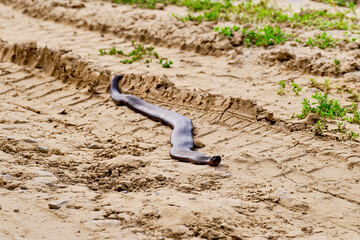venomous snake crawls