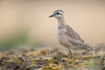 A juvenile Eurasian dotterel (Charadrius morinellus) foraging through the heather of the Netherlands. 