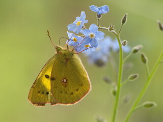 A wonderful Colias hyale sits on a summer day on a  field flower