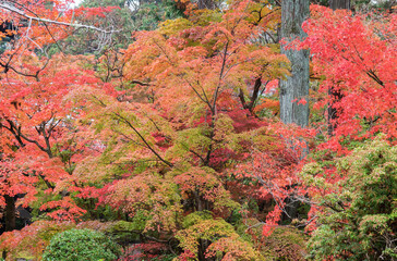 Red maple leaves in autumn season, Natural background