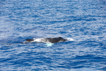 Very rare (for the Mediterranean Sea) family (mother and son) of Humpback whale in Ligurian sea, in front of Genoa, Italy	