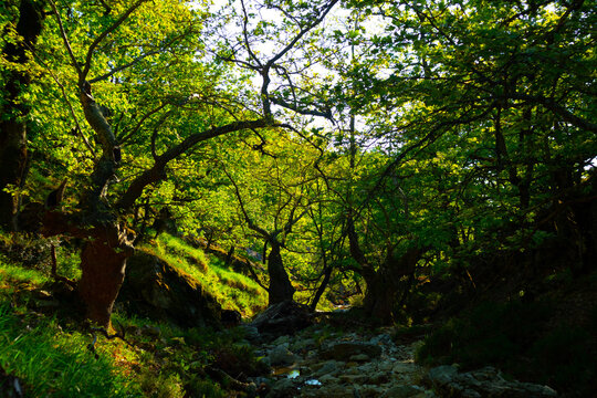 tree branch in the forest © KyriaKos Kinatidis
