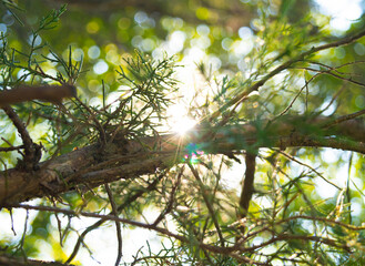 ligth  tree nature green forest