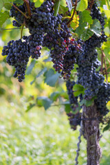 Schwarze  bzw. blaue Trauben im Weinberg, Weinstöcke im Spätsommer / Frühherbst
