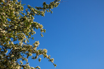 tree branch with white flowers at blue sky