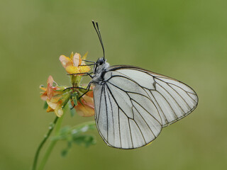 Aporia crataegi butterfly on a  wild flower early in the morning waiting for the first rays of the sun