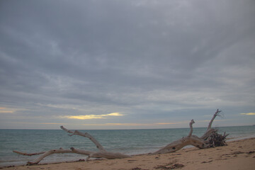 Beautiful way to start the day, sunrise in Indian Ocean coastline, view over old tree at East African Coast, Mozambique