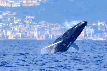 Very rare (for the Mediterranean Sea) Humpback whale jumping in Ligurian sea, in front of Genoa,...