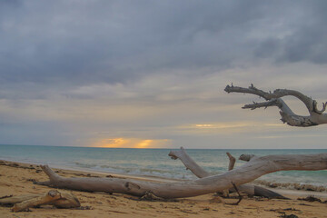 Beautiful way to start the day, sunrise in Indian Ocean coastline, view over old tree at East African Coast, Mozambique