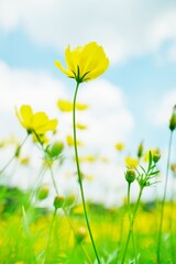 キバナコスモス