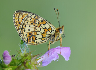 beautiful and elegant butterfly Melitaea on flower awaits dawn early in the morning