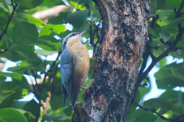 European nuthatch (Sitta europaea) standing on a vertical tree trunk